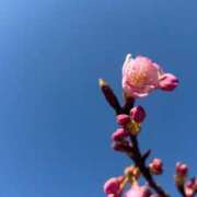 ヒメ日記 2026/03/07 19:34 投稿 れいか 横浜人妻ヒットパレード（シンデレラグループ）