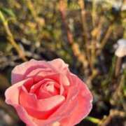 ヒメ日記 2026/03/09 05:46 投稿 れいか 横浜人妻ヒットパレード（シンデレラグループ）