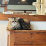 結城　星名 急遽 タッチVIP