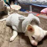 ヒメ日記 2026/02/04 07:20 投稿 なつみ Beppin house