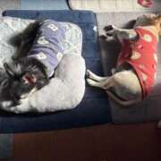 ヒメ日記 2026/02/09 15:30 投稿 なつみ Beppin house