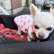 ヒメ日記 2026/03/20 06:34 投稿 なつみ Beppin house