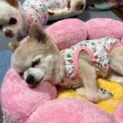 ヒメ日記 2026/04/30 17:20 投稿 なつみ Beppin house