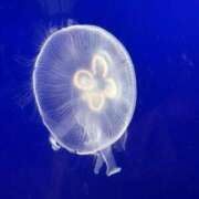 ヒメ日記 2026/01/10 09:45 投稿 みずき ぽっちゃり巨乳素人専門店ぷにめろ渋谷店