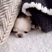 ヒメ日記 2025/12/30 16:29 投稿 から 東京人妻セレブリティ（ユメオト）