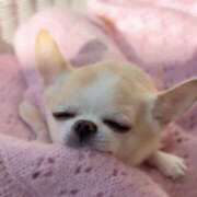 ヒメ日記 2026/02/10 13:00 投稿 から 東京人妻セレブリティ（ユメオト）