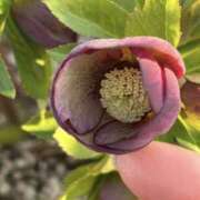 から クリスマスローズ 東京人妻セレブリティ（ユメオト）