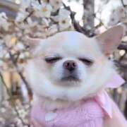 ヒメ日記 2026/03/03 14:57 投稿 から 東京人妻セレブリティ（ユメオト）