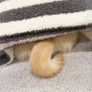 ヒメ日記 2026/03/15 11:13 投稿 から 東京人妻セレブリティ（ユメオト）