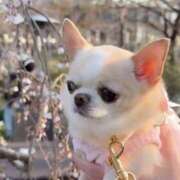 ヒメ日記 2026/04/02 11:20 投稿 から 東京人妻セレブリティ（ユメオト）