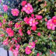 ヒメ日記 2026/01/02 22:22 投稿 小雪 セクシーキャット 小田原店