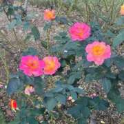 ヒメ日記 2026/01/25 21:33 投稿 まりこ【特価】 恵比寿コレクション　久留米本店