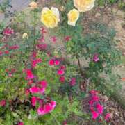 ヒメ日記 2026/01/25 21:53 投稿 まりこ【特価】 恵比寿コレクション　久留米本店