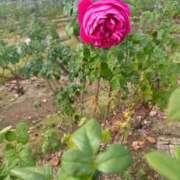 ヒメ日記 2026/01/30 23:21 投稿 まりこ【特価】 恵比寿コレクション　久留米本店