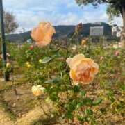 ヒメ日記 2026/01/30 23:33 投稿 まりこ【特価】 恵比寿コレクション　久留米本店