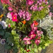 ヒメ日記 2026/01/30 23:47 投稿 まりこ【特価】 恵比寿コレクション　久留米本店