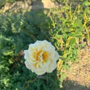 ヒメ日記 2026/02/01 09:43 投稿 まりこ【特価】 恵比寿コレクション　久留米本店