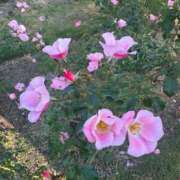 ヒメ日記 2026/02/05 23:53 投稿 まりこ【特価】 恵比寿コレクション　久留米本店