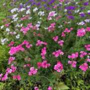 ヒメ日記 2026/02/10 23:03 投稿 まりこ【特価】 恵比寿コレクション　久留米本店