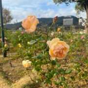 ヒメ日記 2026/02/12 23:13 投稿 まりこ【特価】 恵比寿コレクション　久留米本店