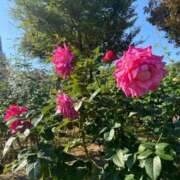 ヒメ日記 2026/02/14 08:23 投稿 まりこ【特価】 恵比寿コレクション　久留米本店