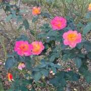 ヒメ日記 2026/02/14 08:33 投稿 まりこ【特価】 恵比寿コレクション　久留米本店