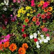 ヒメ日記 2026/02/16 22:33 投稿 まりこ【特価】 恵比寿コレクション　久留米本店