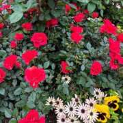 まりこ【特価】 2月18日水💕お礼です💕 恵比寿コレクション　久留米本店