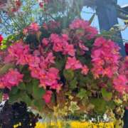 まりこ【特価】 2月18日水💕お礼です💕 恵比寿コレクション　久留米本店