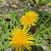 らん ※無題 ラブレター