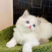 ヒメ日記 2026/03/30 21:43 投稿 アオイ MEGA PALACE(メガパレス）