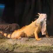 ヒメ日記 2026/04/07 22:13 投稿 アオイ MEGA PALACE(メガパレス）