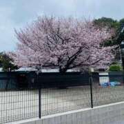 ヒメ日記 2026/04/08 08:34 投稿 佳凛 東京人妻フォーシーズンズ