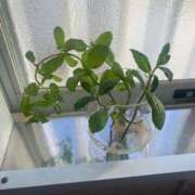 ヒメ日記 2026/04/13 08:24 投稿 佳凛 東京人妻フォーシーズンズ