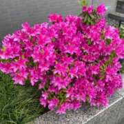 佳凛 ☔️雨の日は静かに☔️ 東京人妻フォーシーズンズ