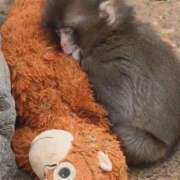 くれは 満たされる理由… セレブクエスト‐Kasukabe‐