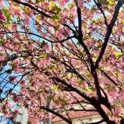 ヒメ日記 2026/04/11 17:04 投稿 奥菜めぐ 五十路マダムエクスプレス横浜店（カサブランカグループ）