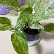 ヒメ日記 2026/01/26 08:08 投稿 姫宮　きよか ドMな奥様 すすきの店