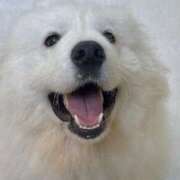 ヒメ日記 2026/01/24 12:03 投稿 りる 西川口コスプレメイド学園（シンデレラグループ）