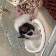 ヒメ日記 2026/03/11 22:35 投稿 白雪-しらゆき 熟女10000円デリヘル 川崎