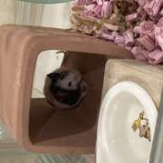 ヒメ日記 2026/04/01 10:08 投稿 白雪-しらゆき 熟女10000円デリヘル横浜