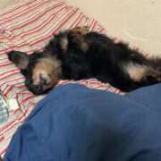 ヒメ日記 2026/01/18 05:30 投稿 ふみ 乱妻～みだれづま～