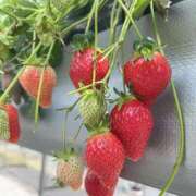 湊　みなと いちご🍓 シャトールーブル