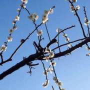 ありさ ありがとうございました🌸 横浜人妻セレブリティ（ユメオト）