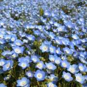 ヒメ日記 2026/04/15 22:00 投稿 ありさ 横浜人妻セレブリティ（ユメオト）