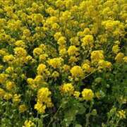 ヒメ日記 2026/01/12 14:45 投稿 皐月 熟女待機所 厚木店