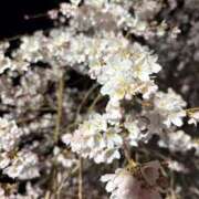 (スタン)月島まりな 4月スタート！ 風俗イキタイいわき店