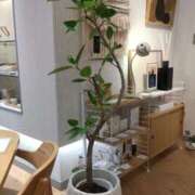 野上しほ 観葉植物が欲しい 若奥サマンサ（横浜ハレ系）