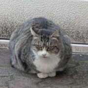 しいな 可愛い猫ちゃん💖 川越おかあさん