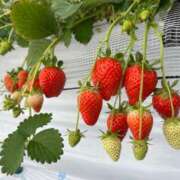 ヒメ日記 2026/03/22 19:52 投稿 れい ZERO